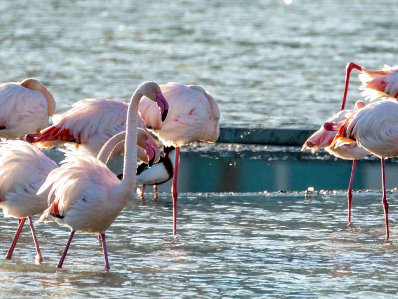 Lake Nakuru Day Trip Tours – Big 5 Game Drive